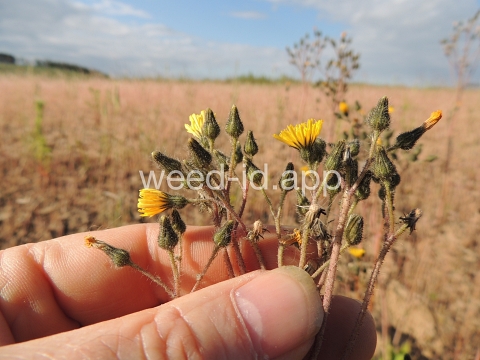 hawkweed, yellow